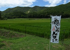 醸し人九平次シリーズの田んぼのイメージ